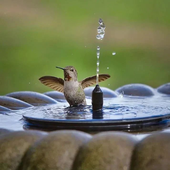 ☀️LAST DAY SALE 50% OFF!!🐦️⛲Compact Solar Bird Fountain Pump – Keep Your Garden Alive! - Image 2